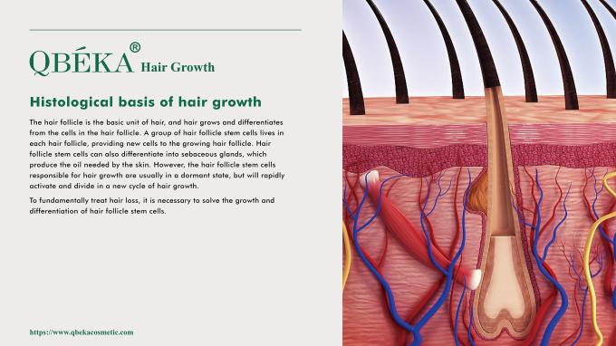 GMPC Standard Haarverlies Preventie Shampoo voor haarverlies en dunner worden behandeling 80m 1
